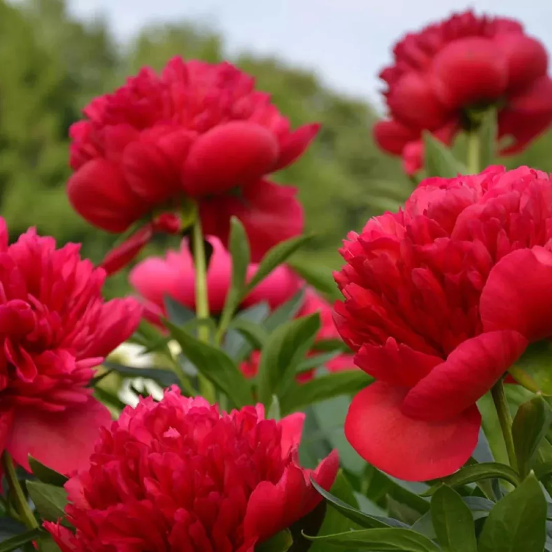 Peony Red Magic
