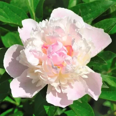 Peony 'Shirley Temple'
