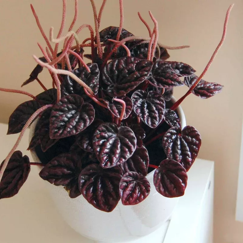 Peperomia Caperata Red Beauty Plant Plug (Peperomia caperata 'Red Beauty') – Deep red, textured foliage – Compact and elegant.
