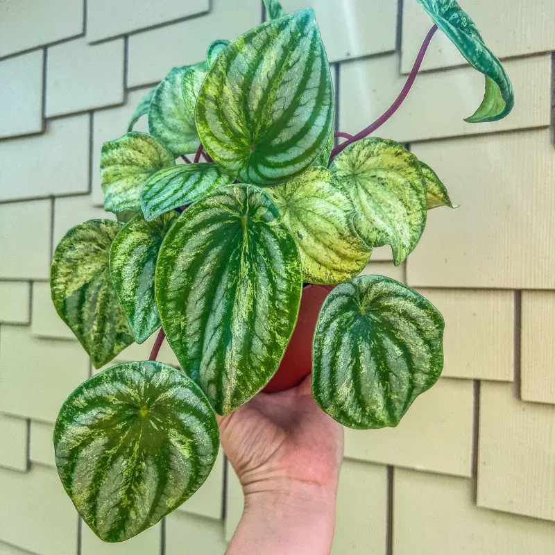 Peperomia Gold Duet Plant Plug (Peperomia obtusifolia 'Gold Duet') – Golden-edged leaves – Perfect for small spaces.