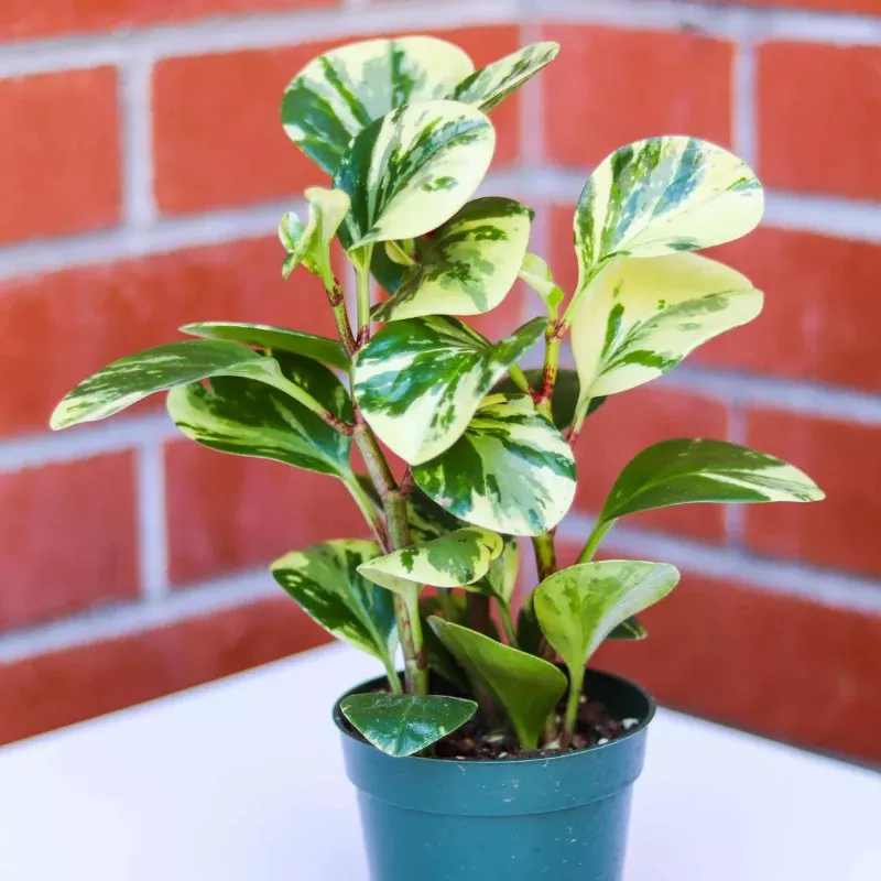 Peperomia Marble Variegated Plant Plug (Peperomia obtusifolia 'Marble') – Creamy variegation – Compact and easy-care.