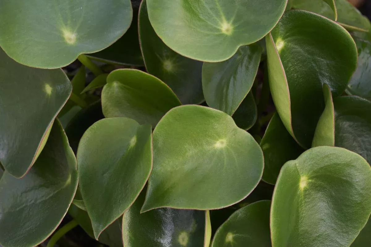 Peperomia - Owl Eye, Raindrop