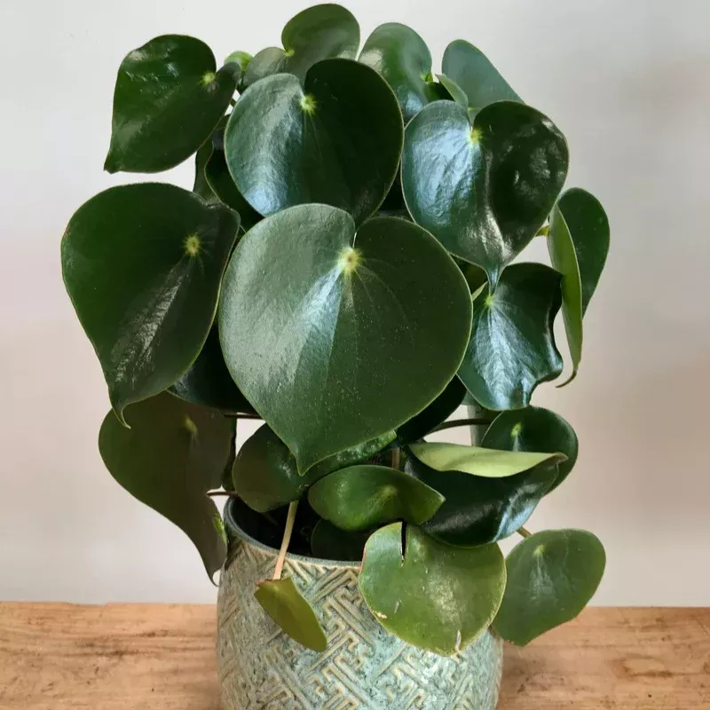 Peperomia Raindrop Plant Plug (Peperomia polybotrya 'Raindrop') – Shiny, raindrop-shaped leaves – Perfect for desks or shelves.