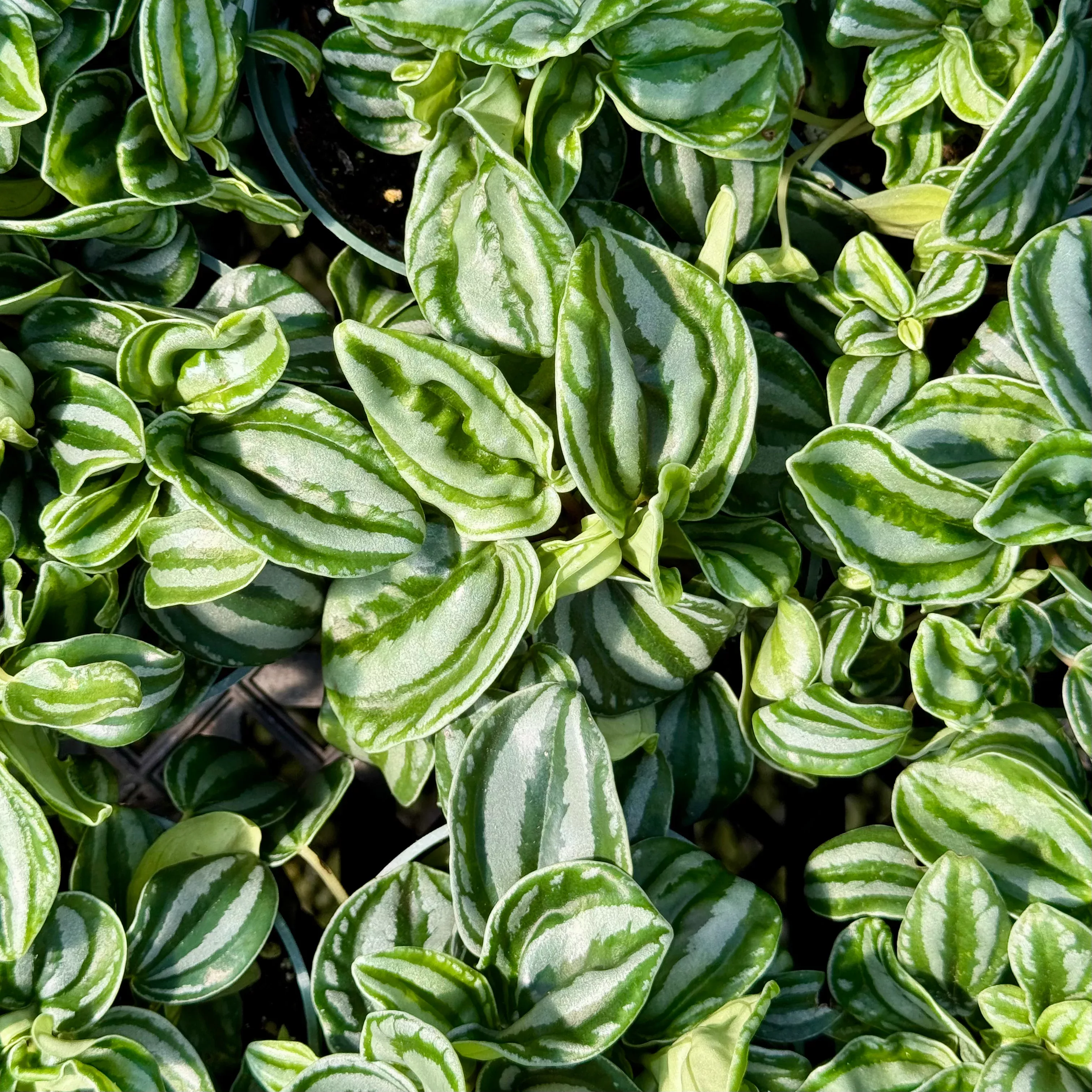 Peperomia 'Sandersii'