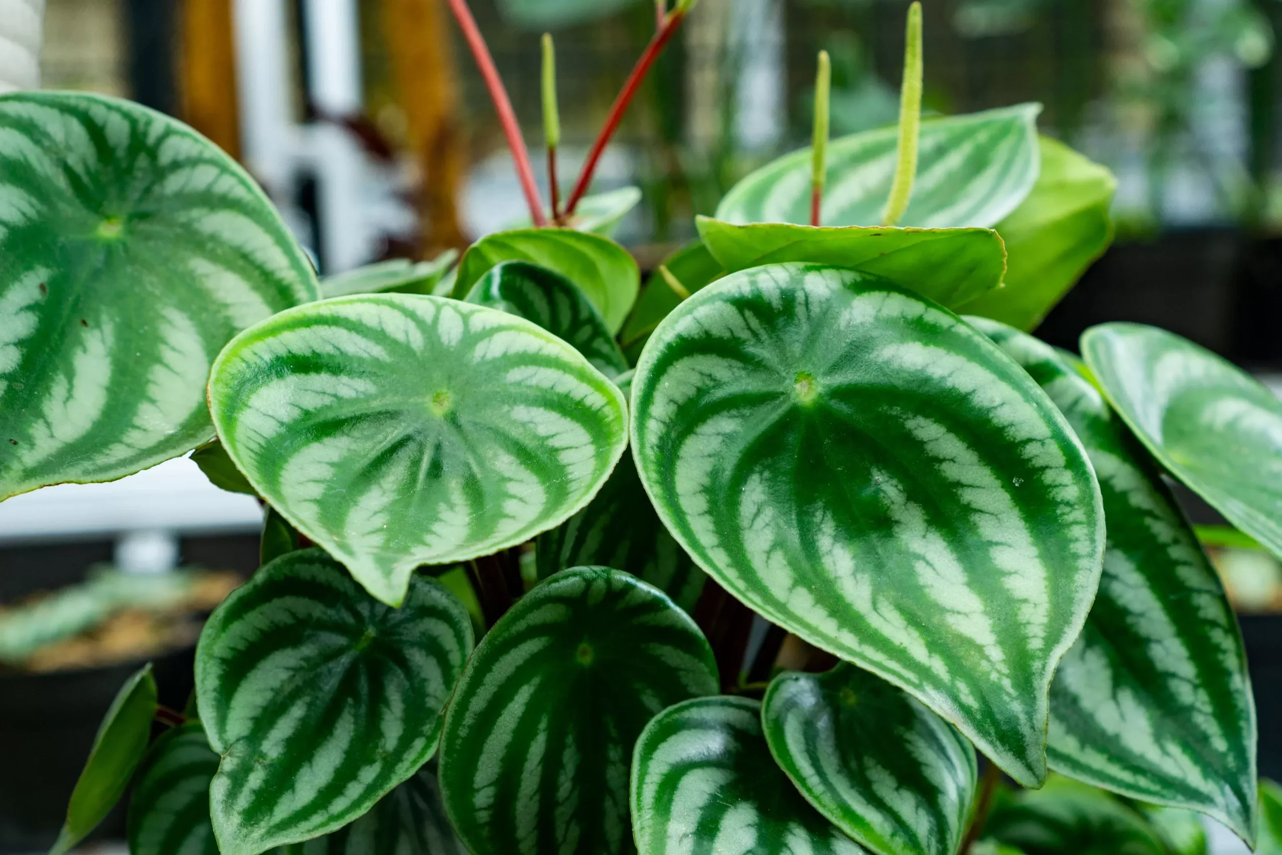 Peperomia Watermelon