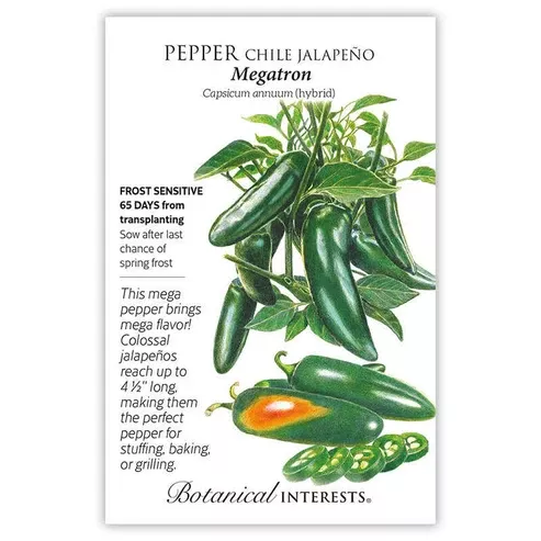 Pepper Chile 'Jalapeno Megatron'