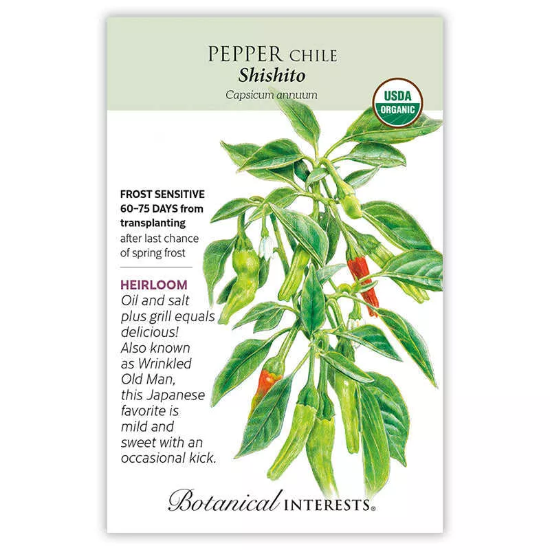 Pepper Chile seeds 'Shishito'