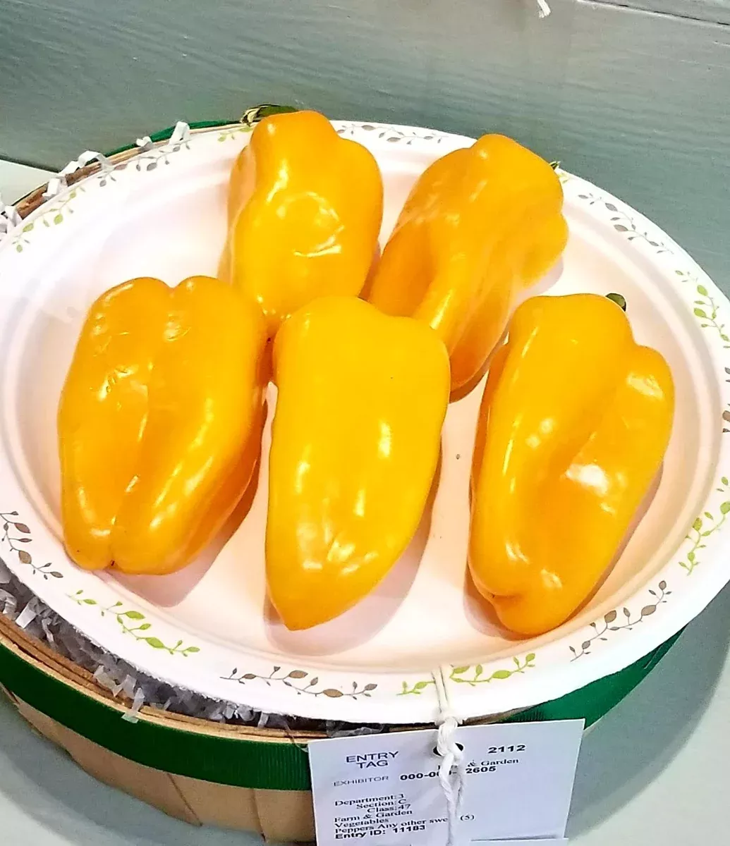 Pepper Just Sweet- 4" pot