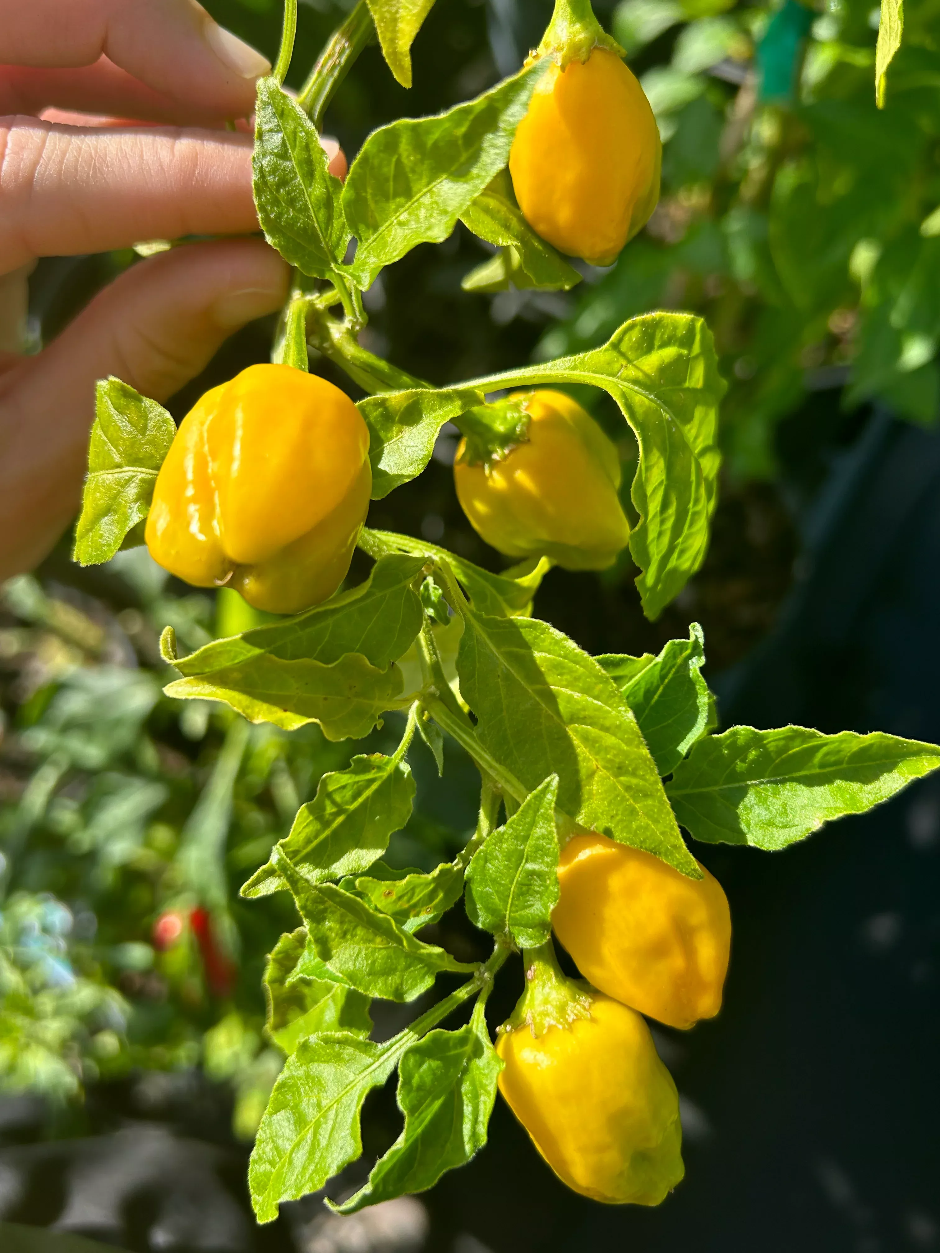 Pepper Plant - 3 gallon pot
