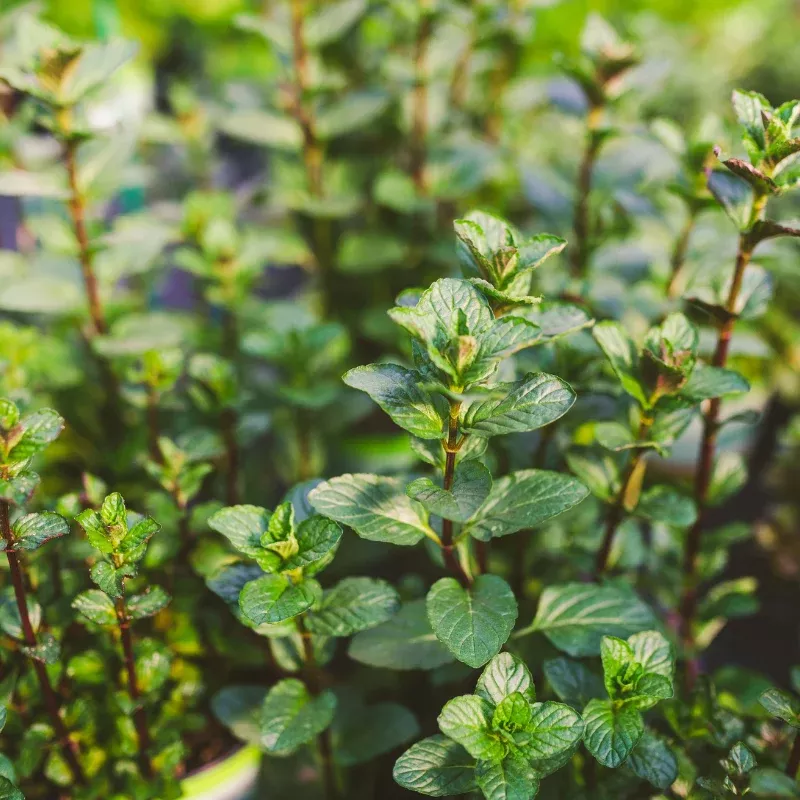 Peppermint Seeds (Mentha piperita) – Black Mitcham/English Peppermint, Aromatic Perennial Herb, Cooling Menthol Flavor for Tea, Cooking & Aromatherapy, Easy-Grow Culinary Herb Garden Plant