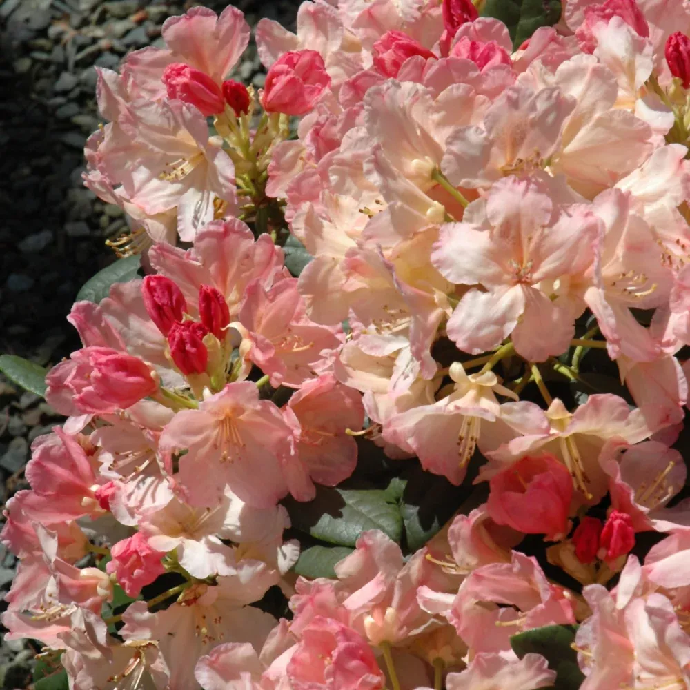 Percy Wiseman Rhododendron