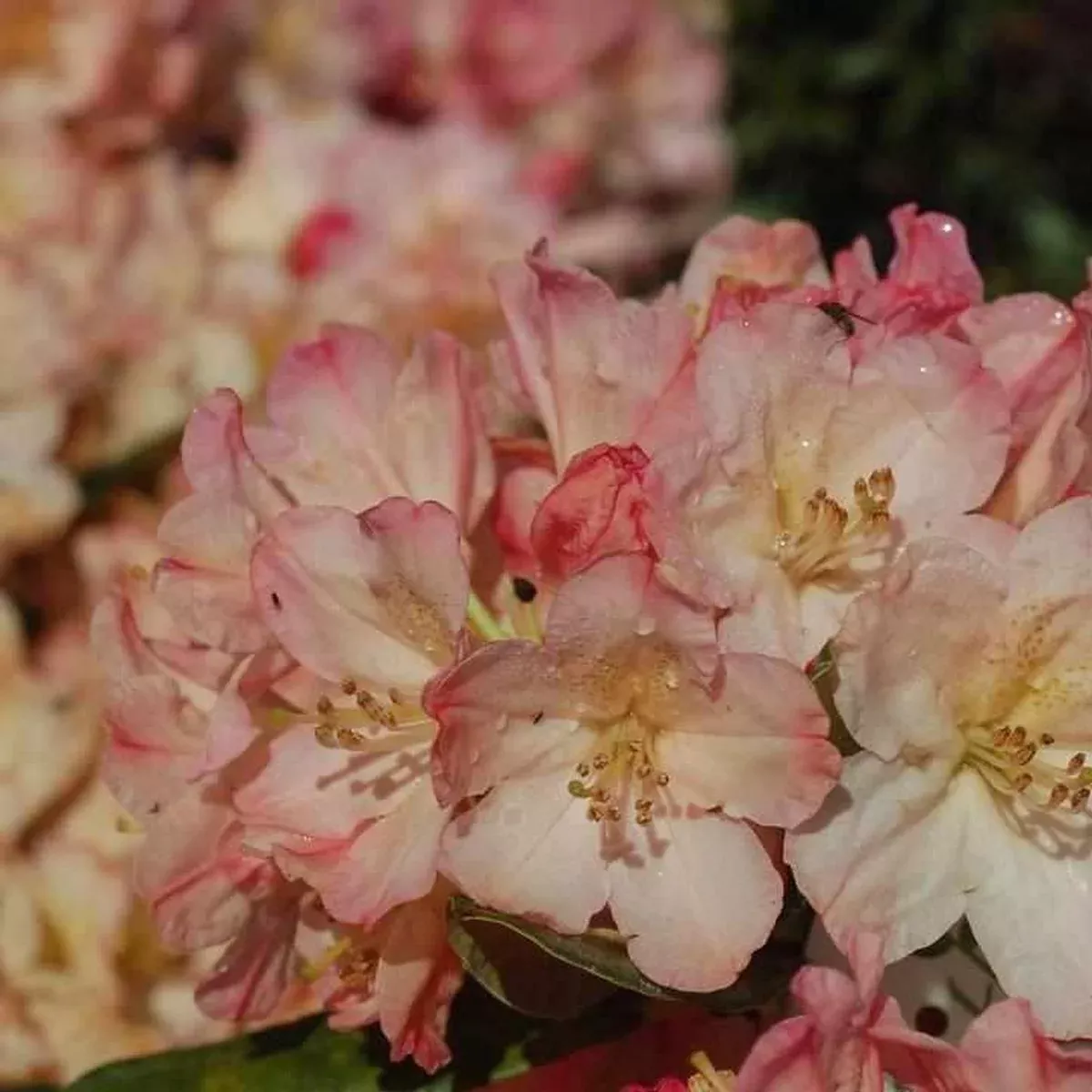 Percy Wiseman Yak Rhododendron