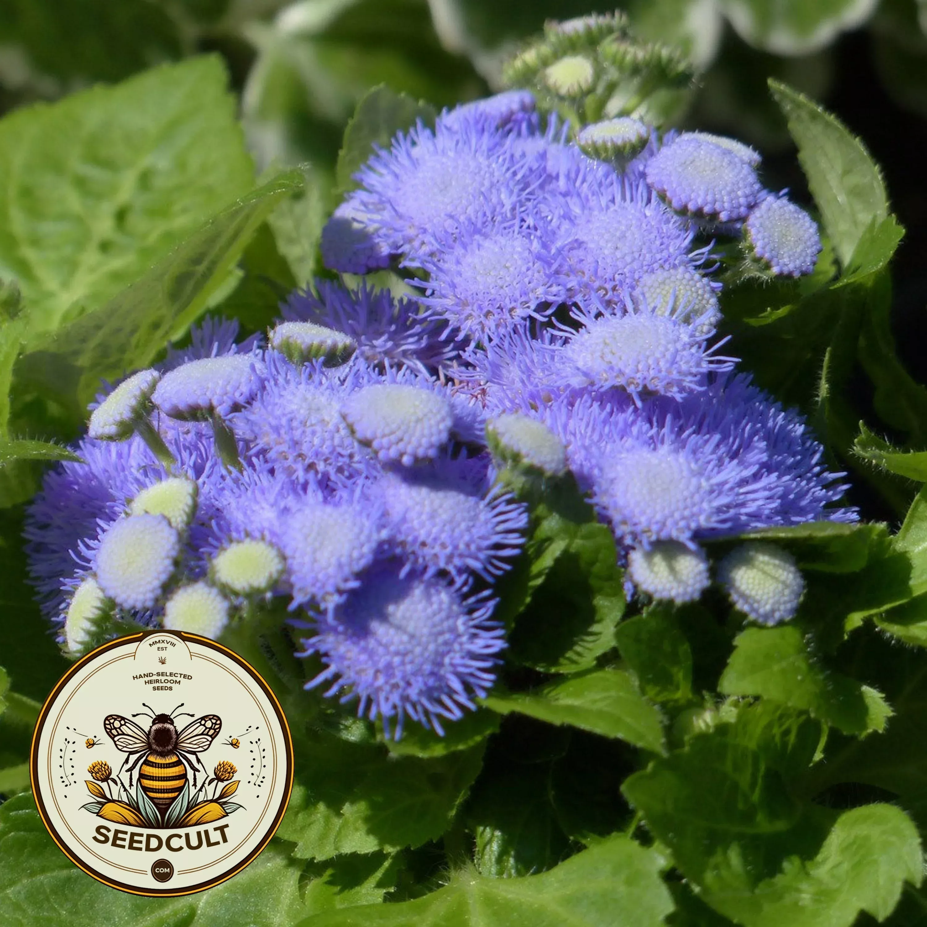 Perennial Native Blue Mist Flower Seeds CM6050