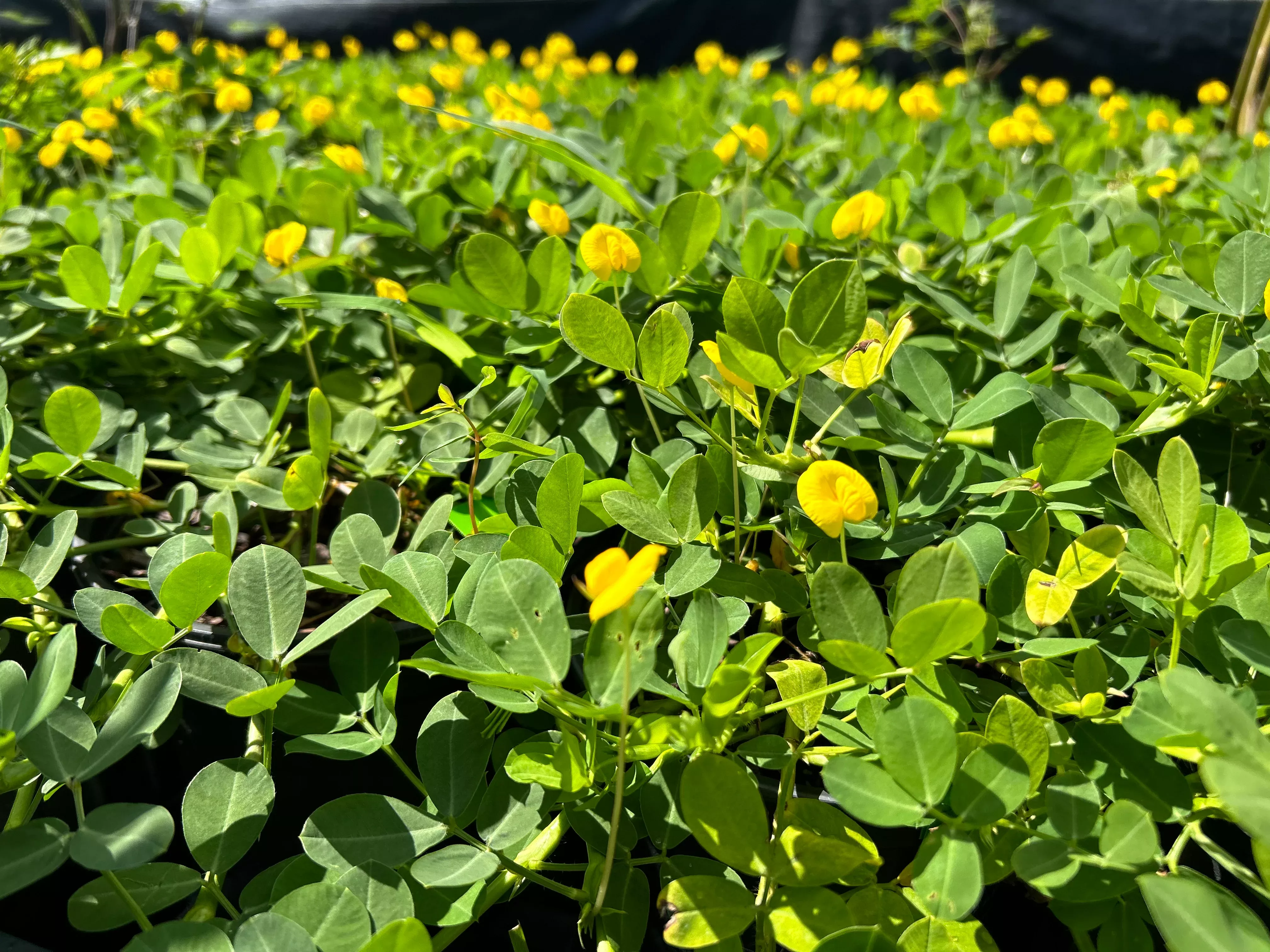 Perennial Peanut Plant