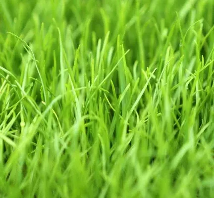Perennial Ryegrass Southern Supreme 50#