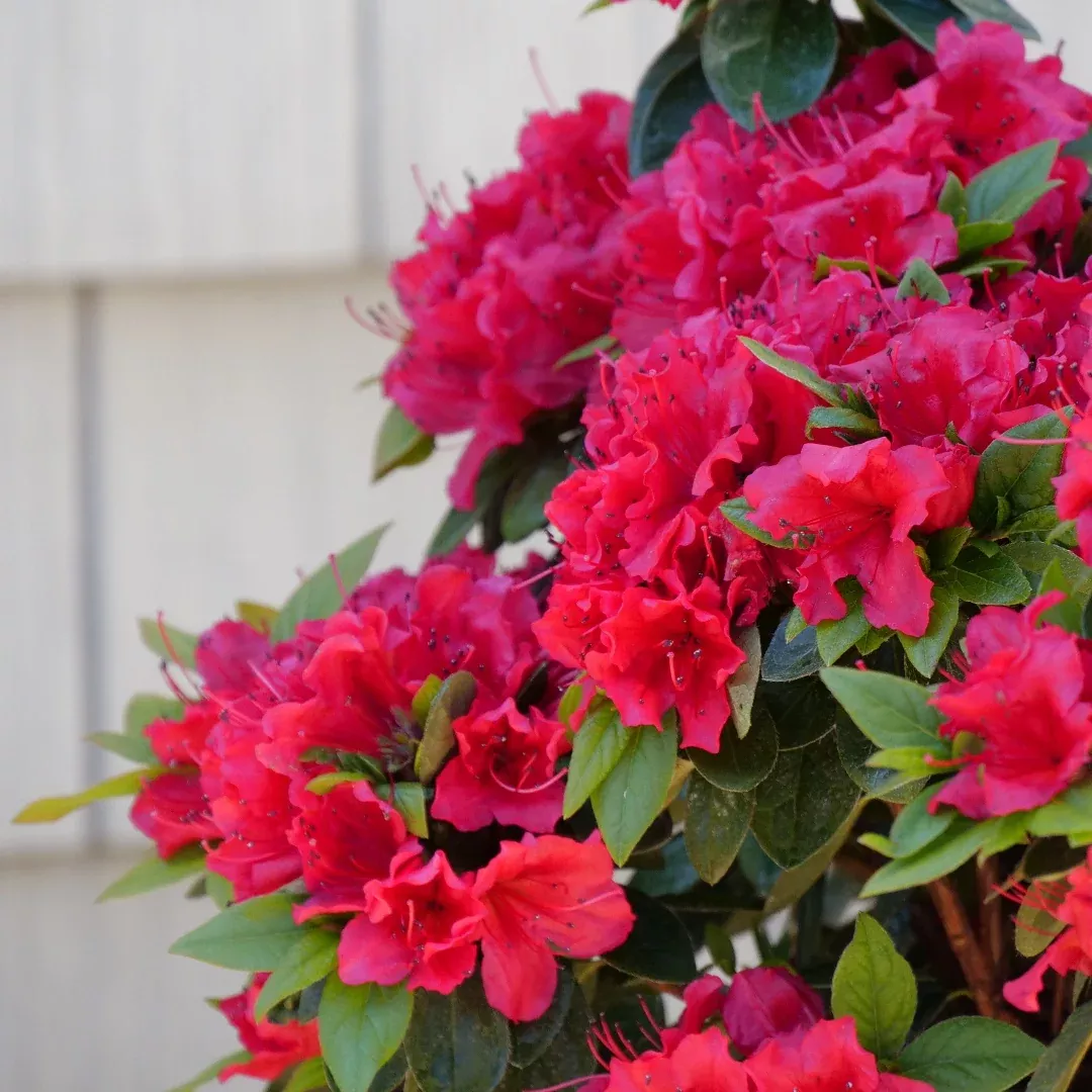 Perfecto Mundo Red Reblooming Azalea