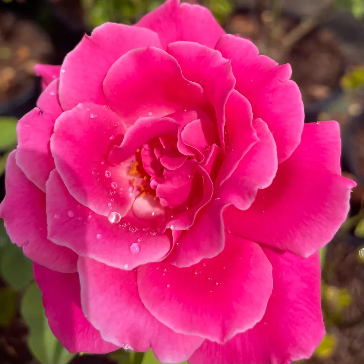 Perfume Delight Rose
