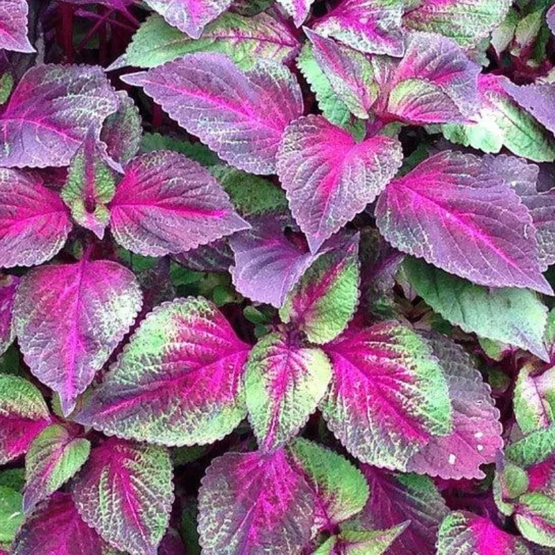 Perilla Tricolor Plant Plug (Perilla frutescens var. crispa ‘Tricolor’) – Ornamental & Edible Leaf with Striking Colors