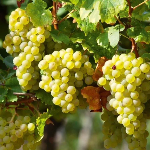 Perlette Seedless Grape