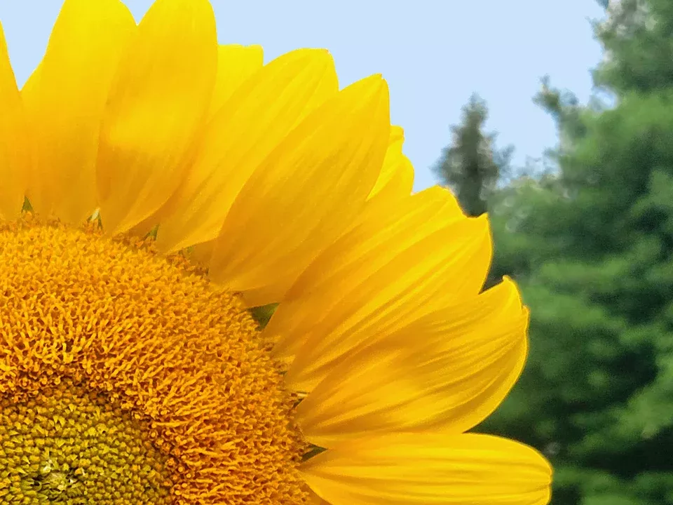 Perodovik Sunflower Seeds