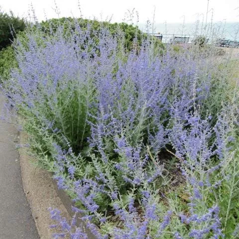 Perovskia atriplicifolia 'Blue Jean Baby'- Blue Jean Baby Russian Sage