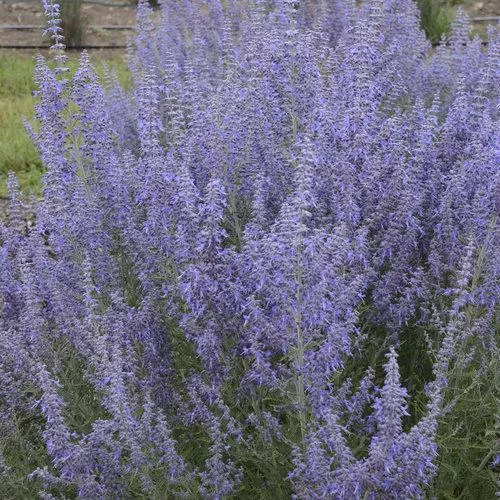 Perovskia atriplicifolia ‘Denim ‘N Lace’- Denim 'N Lace Russian Sage