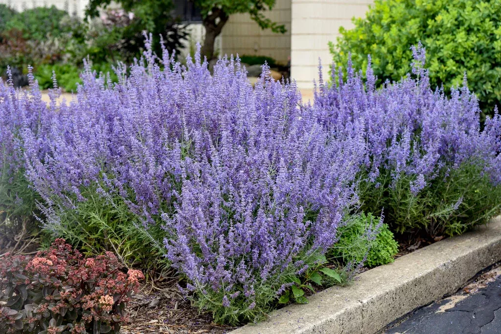 Perovskia Atriplicifolia 'Denim 'n Lace'