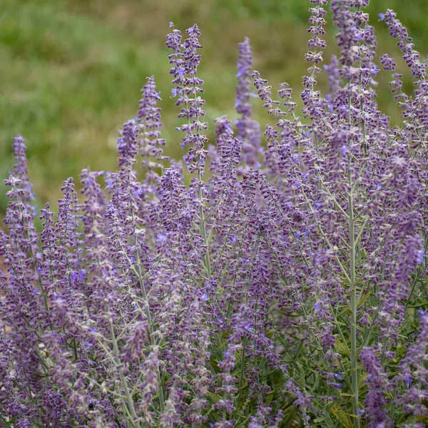 Perovskia Atriplicifolia 'Sage Advice'