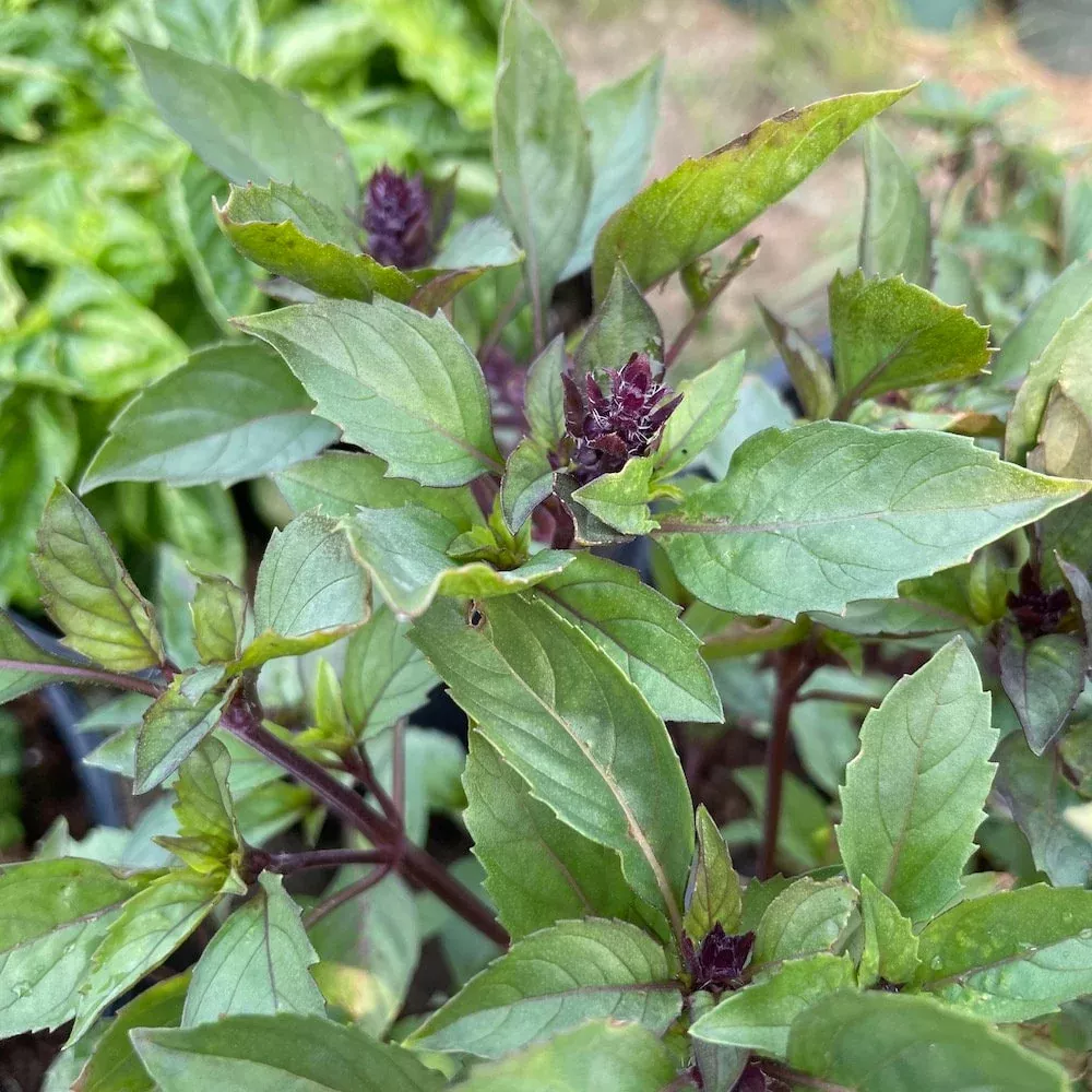 Persian Basil Seeds
