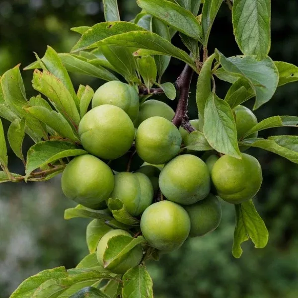 Persian Green Plum