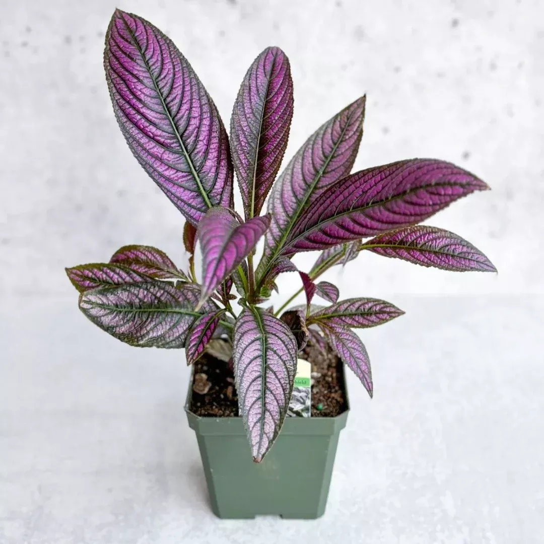 Persian Shield Plant Plug (Strobilanthes dyerianus) – Striking Tropical Foliage with Iridescent Purple and Green