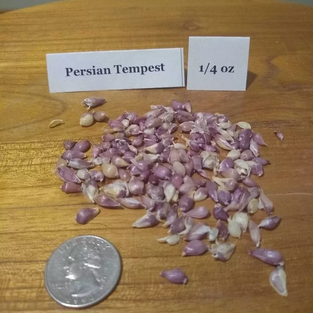 Persian Tempest