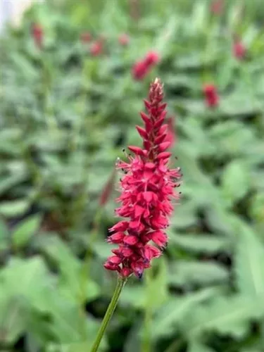 Persicaria amplexicaulis 'Firetail' / Fleece Flower