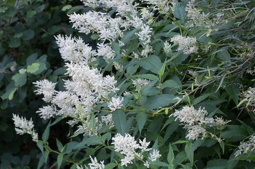 Persicaria polymorpha / Fleece Flower