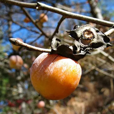 Persimmon Native American#3