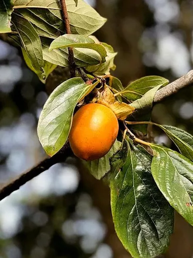 Persimmon 'Saijo' 5 Gallon