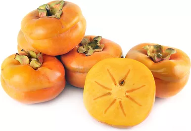 Persimmon 'Tamopan' 5 Gallon