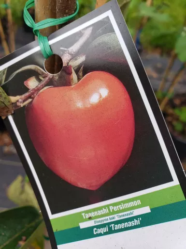 Persimmon Tanenashi 3 Gallon
