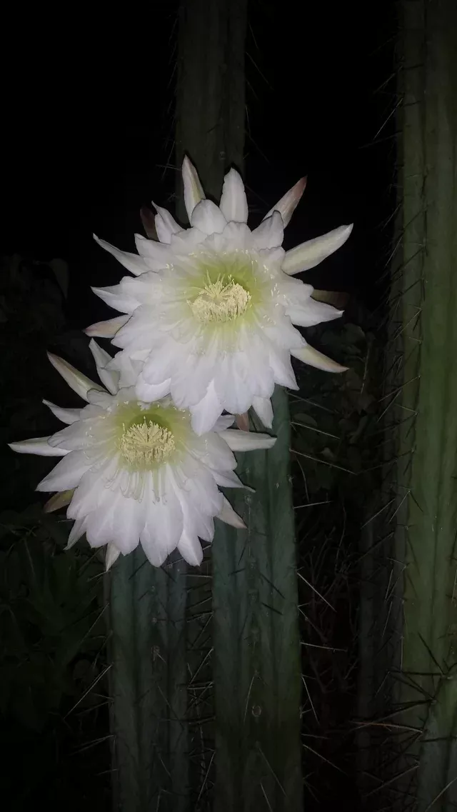 Peruvian Torch Cactus, Trichocereus Peruvianus var Rio Lurin