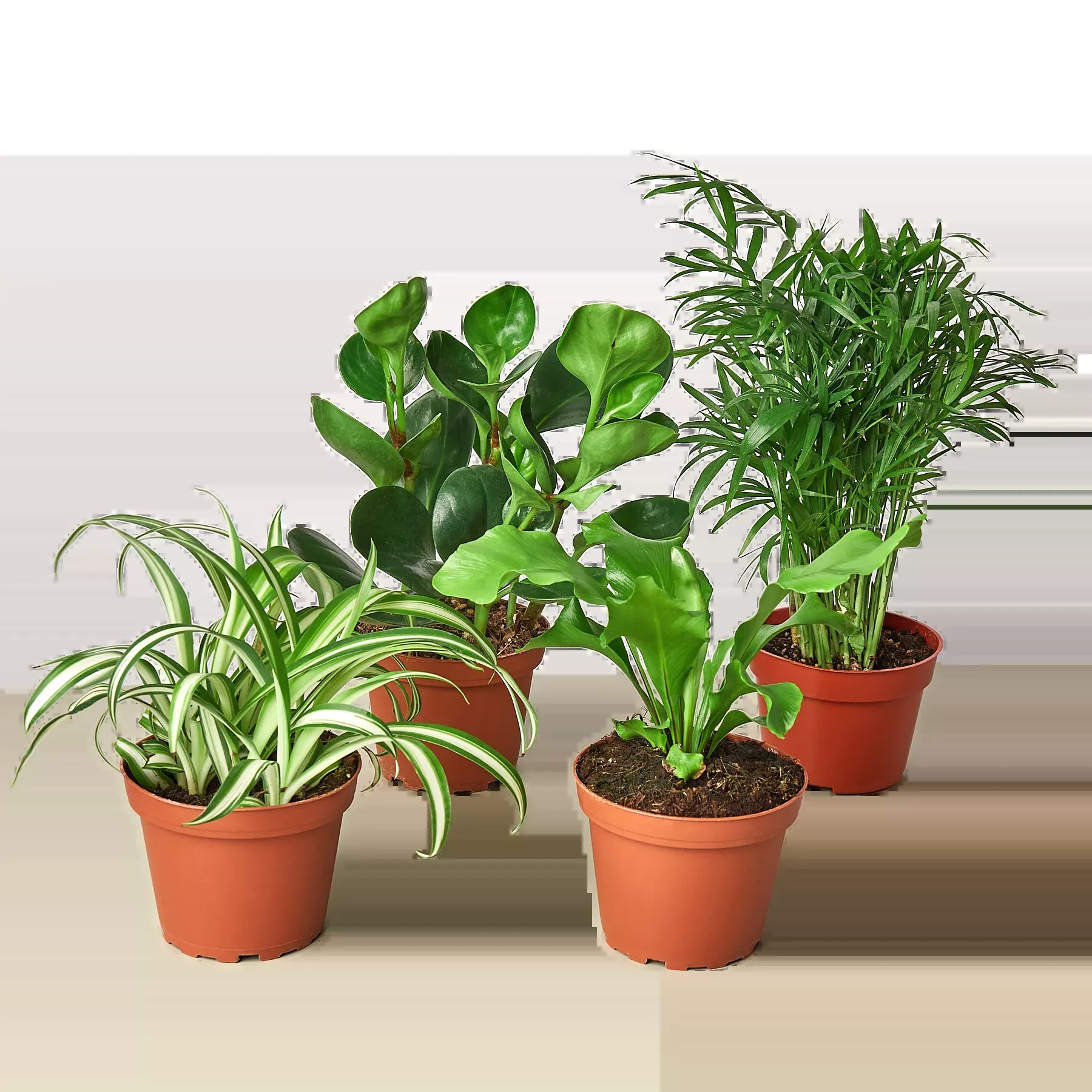 Pet Friendly Variety Bundle