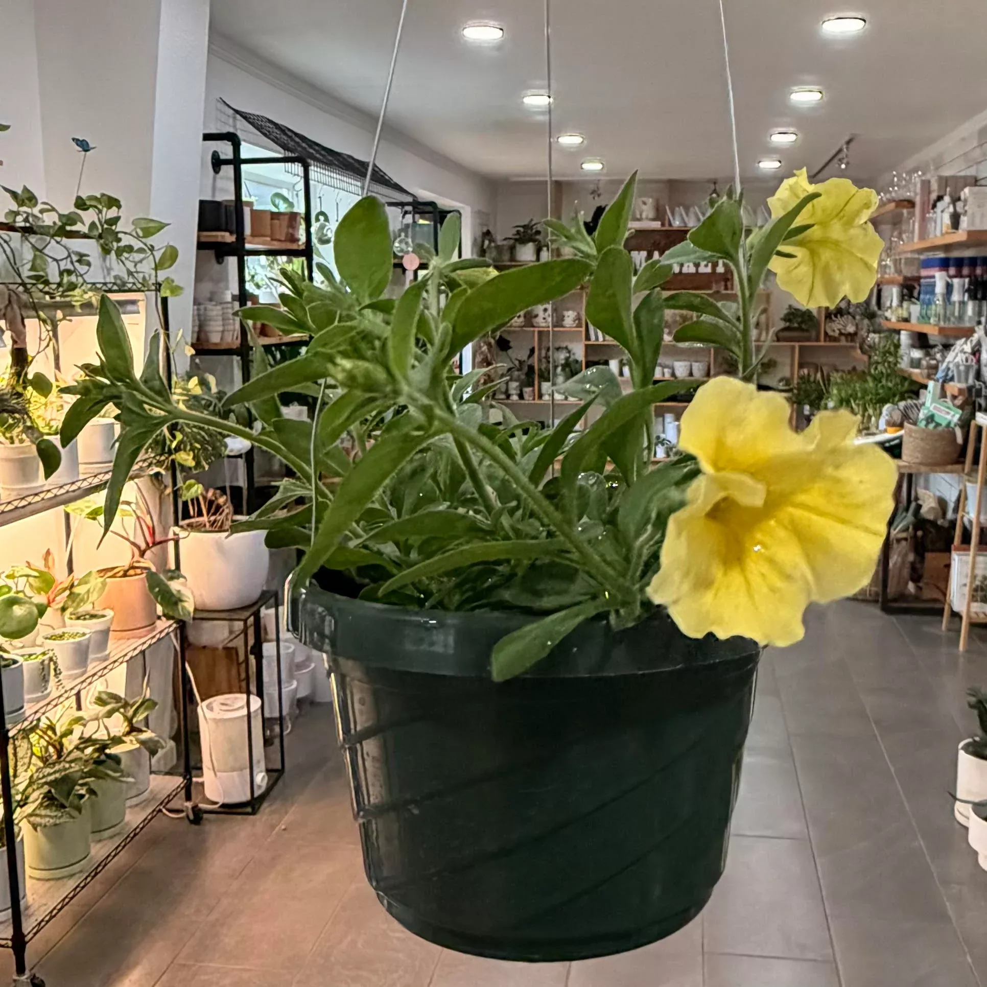 Petchoa CitraNova™ Limone
