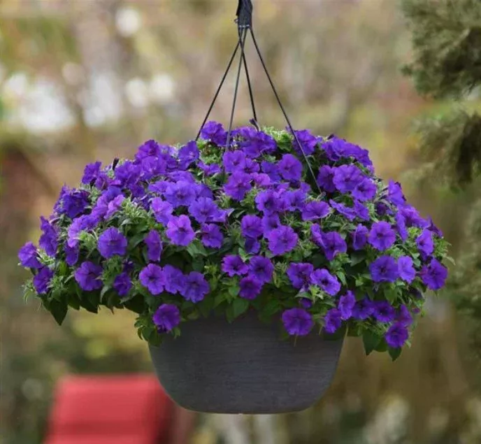Petunia ColorRush™ Blue