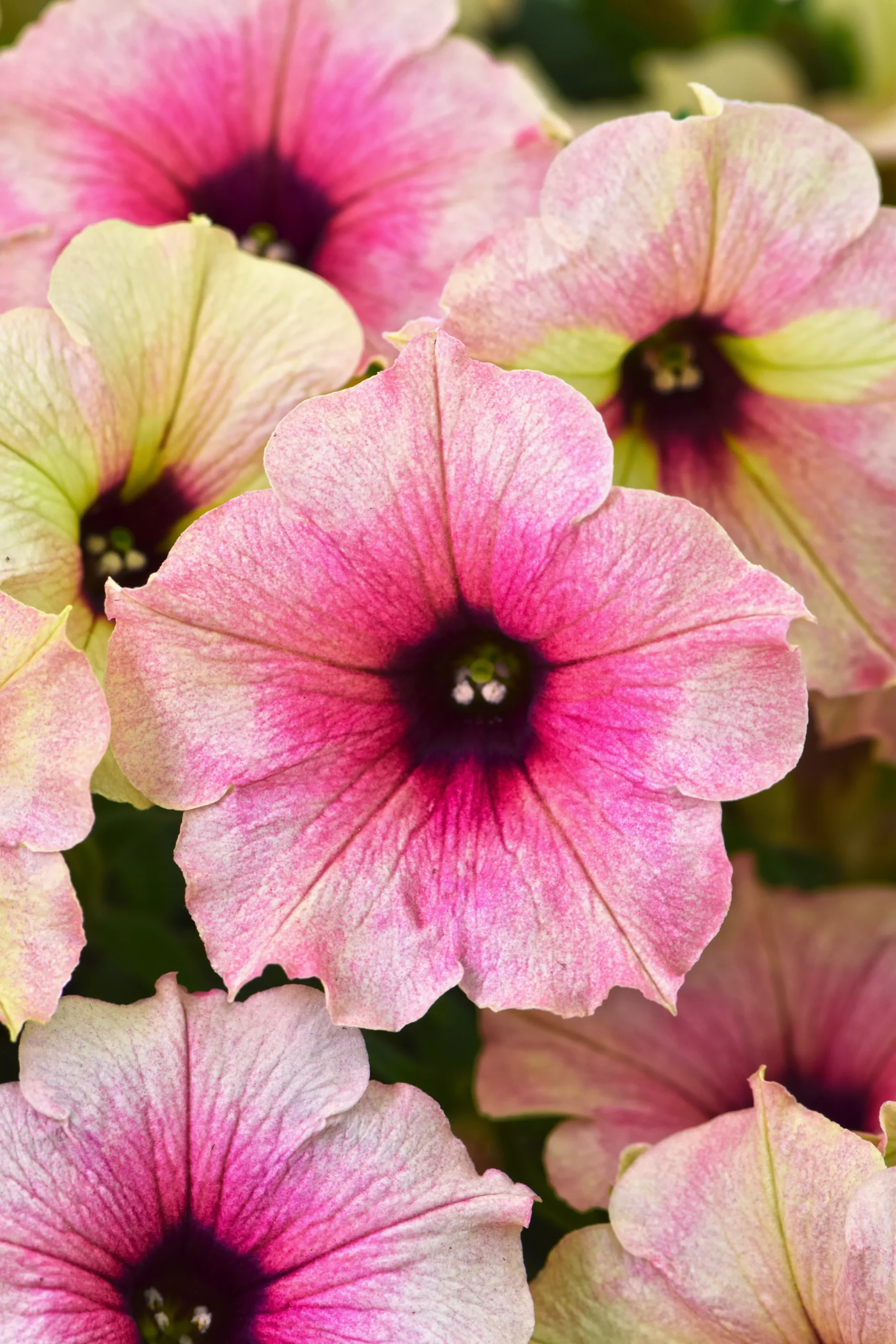 Petunia Crazytunia Rose Gold NEW 2025