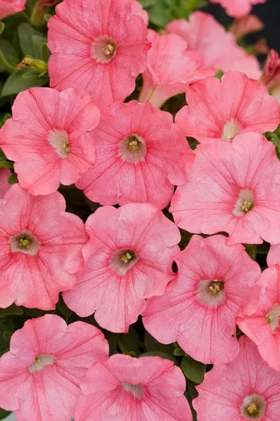 Petunia hybrid 'Supertunia Bermuda Beach Improved'