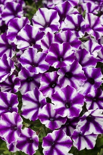 Petunia hybrid 'Supertunia Mini Vista Violet Star'