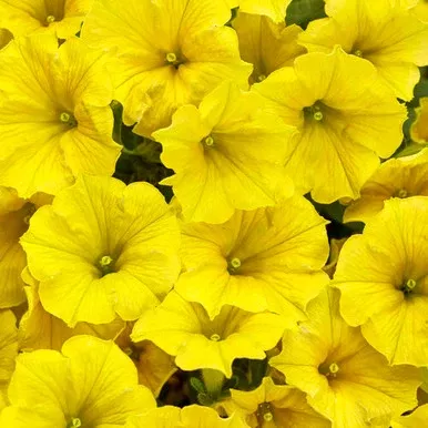 Petunia hybrid 'Supertunia Mini Vista Yellow'