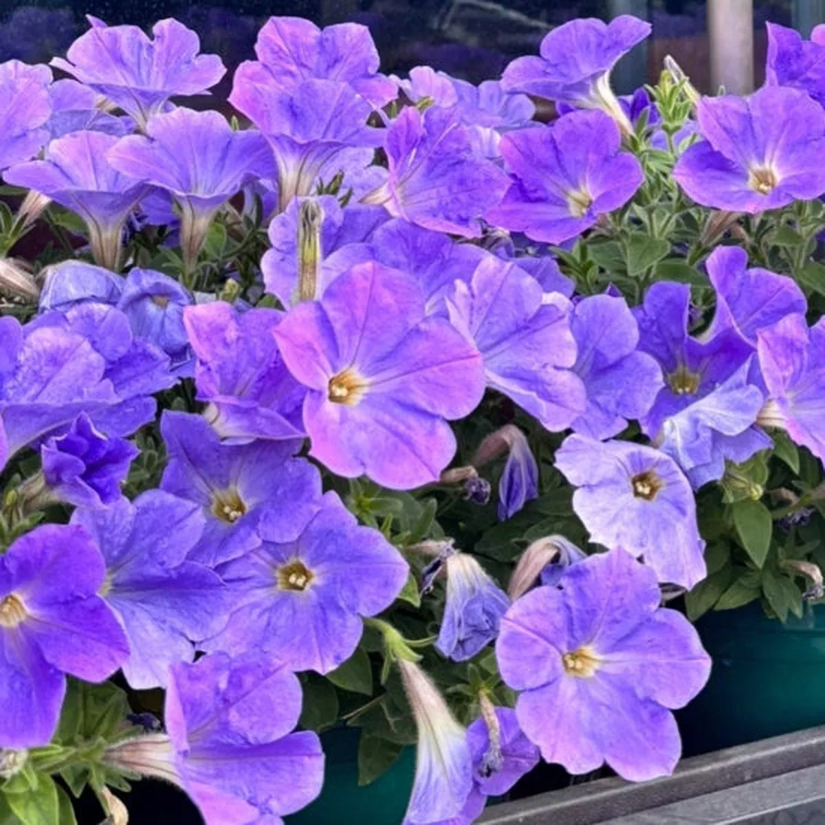 Petunia – Light Purple
