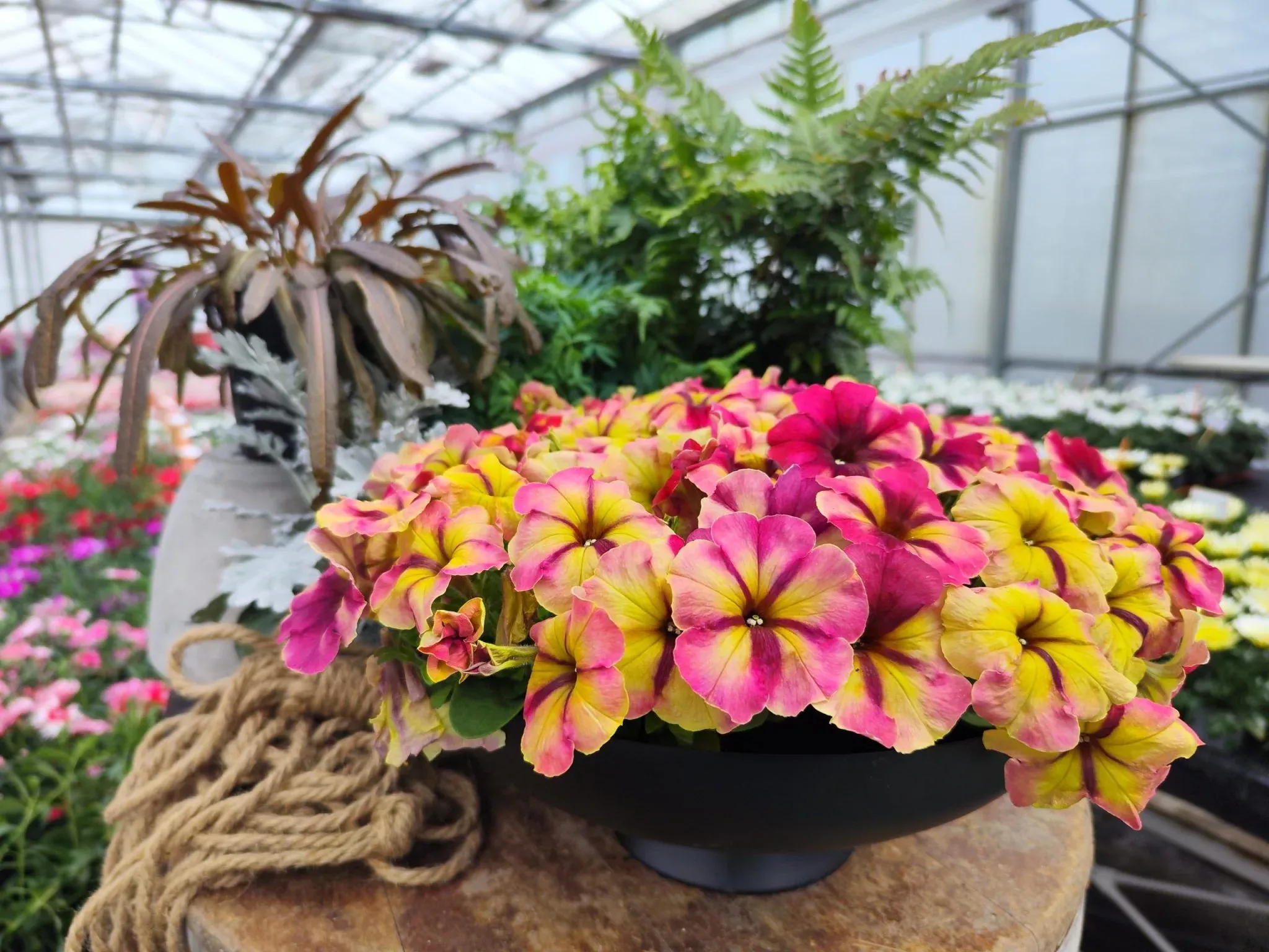 Petunia Shake Raspberry