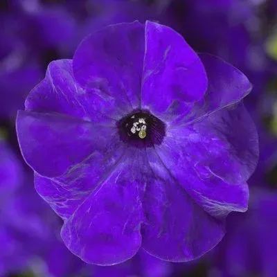 Petunia TriTunia