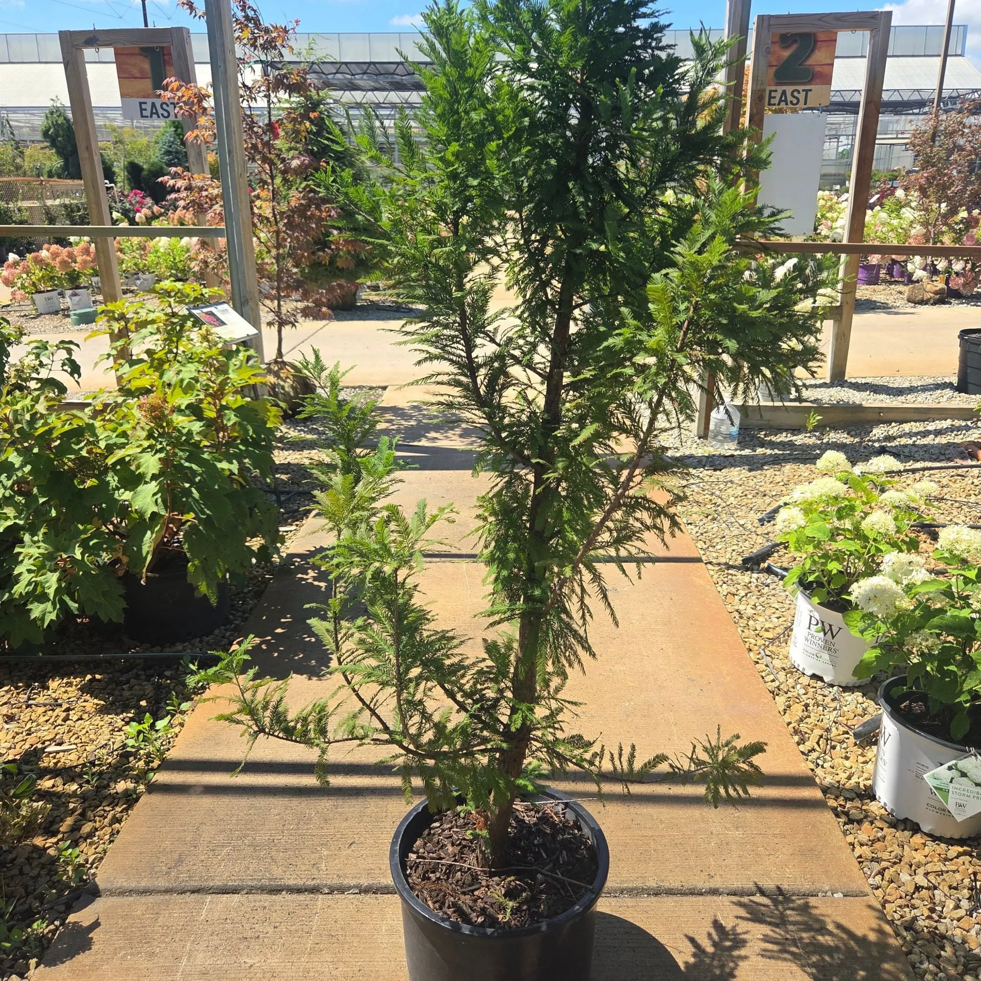 Peve Minaret Bald Cypress Tree - Taxodium distichum - 6 Gallon Potted Tree